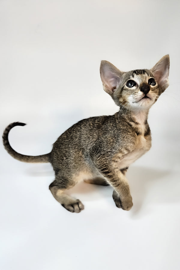 Nord | Oriental Shorthair Kitten