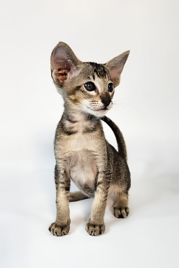 Nord | Oriental Shorthair Kitten