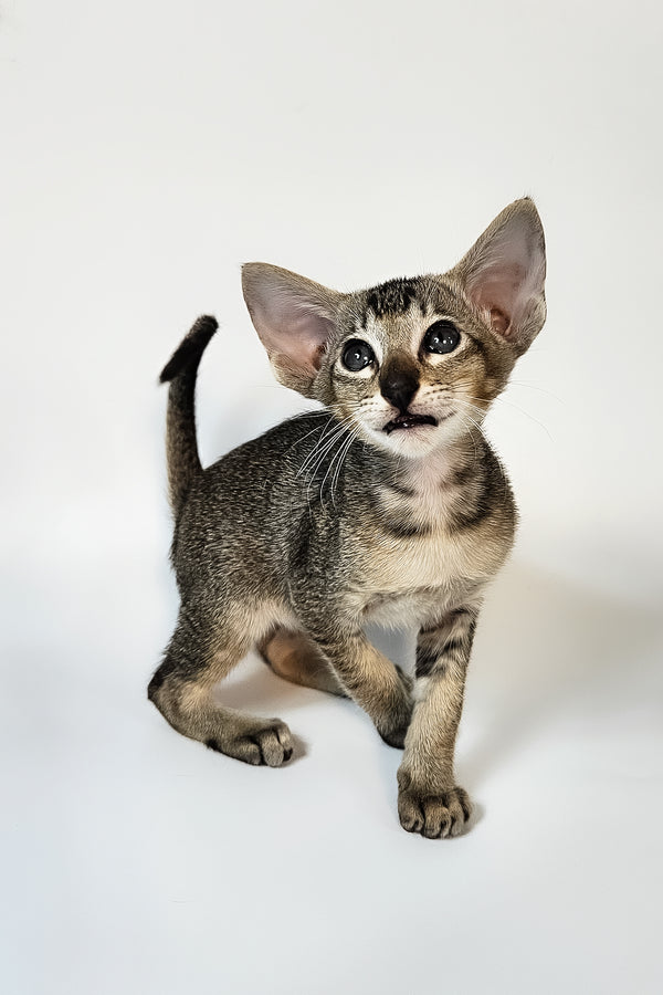 Nord | Oriental Shorthair Kitten