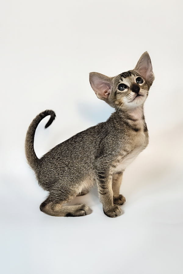 Nord | Oriental Shorthair Kitten