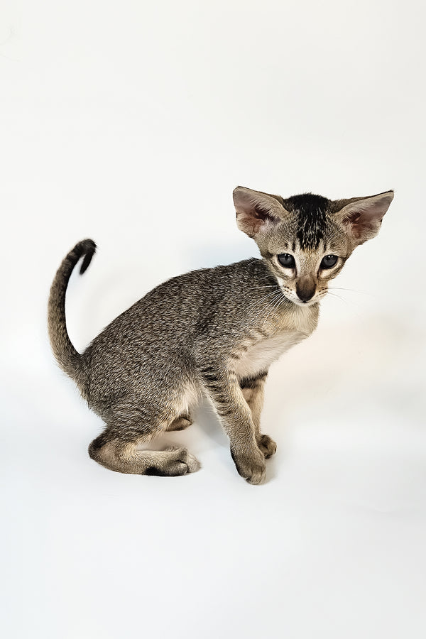 Nord | Oriental Shorthair Kitten