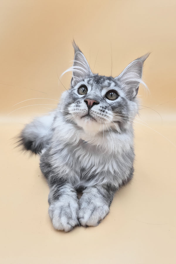 Norton | Maine Coon Kitten