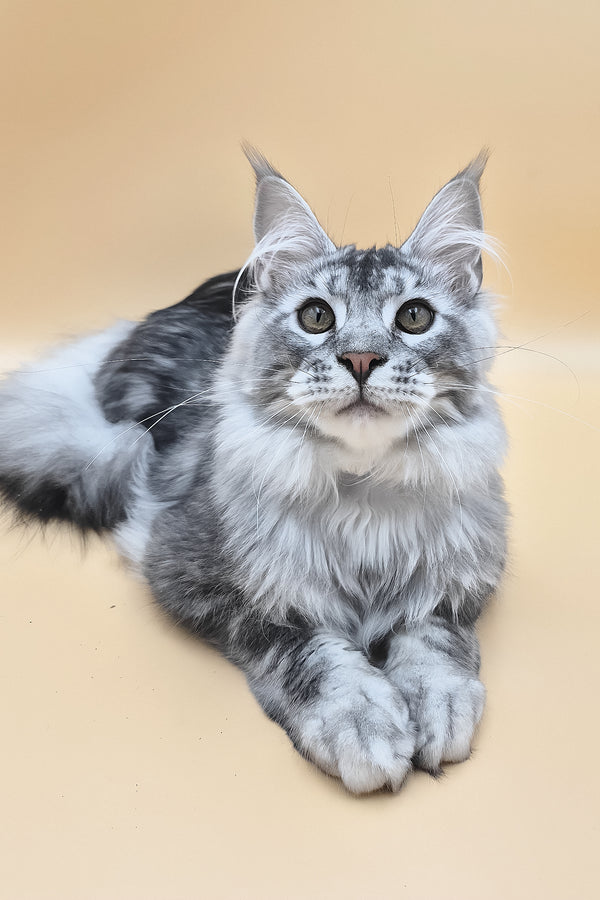 Norton | Maine Coon Kitten