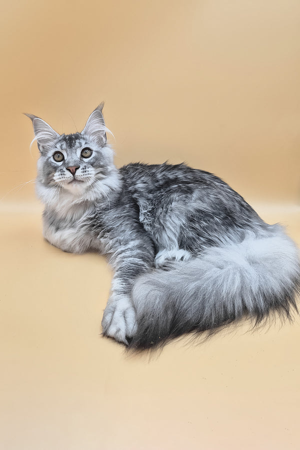 Norton | Maine Coon Kitten
