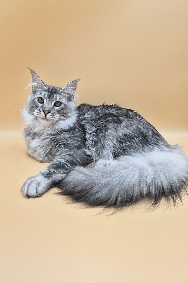 Norton | Maine Coon Kitten