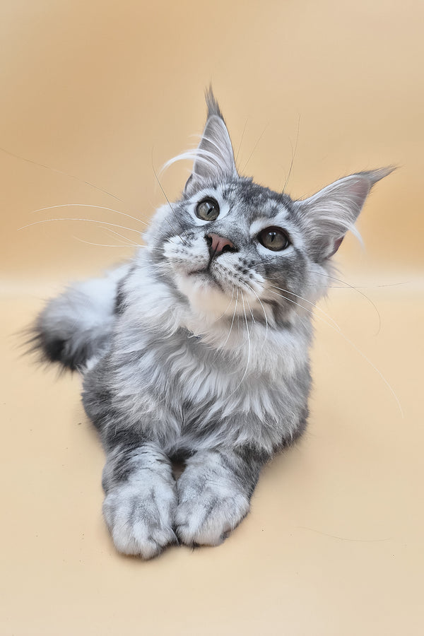 Norton | Maine Coon Kitten
