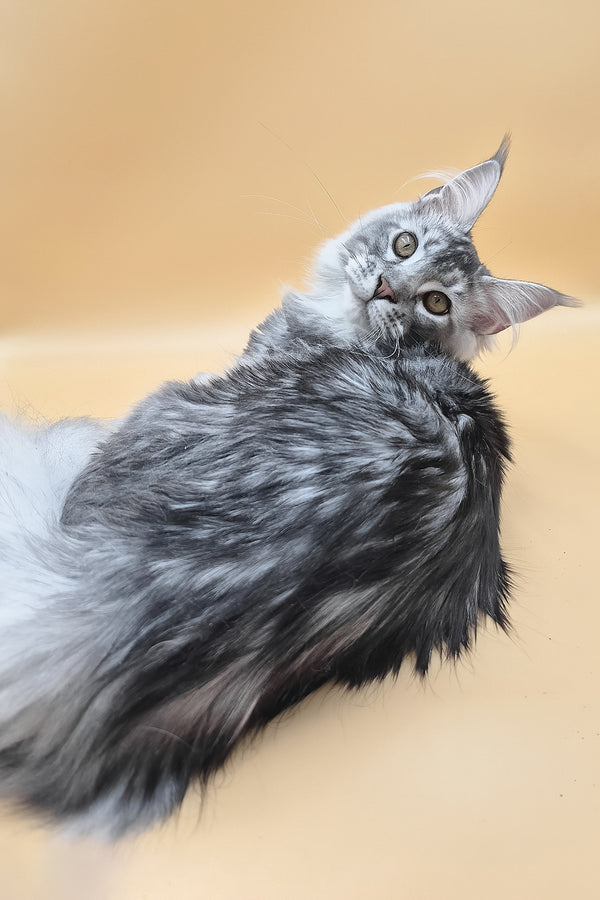 Norton | Maine Coon Kitten