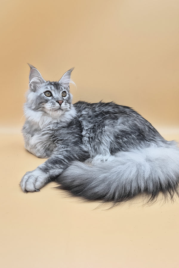 Norton | Maine Coon Kitten