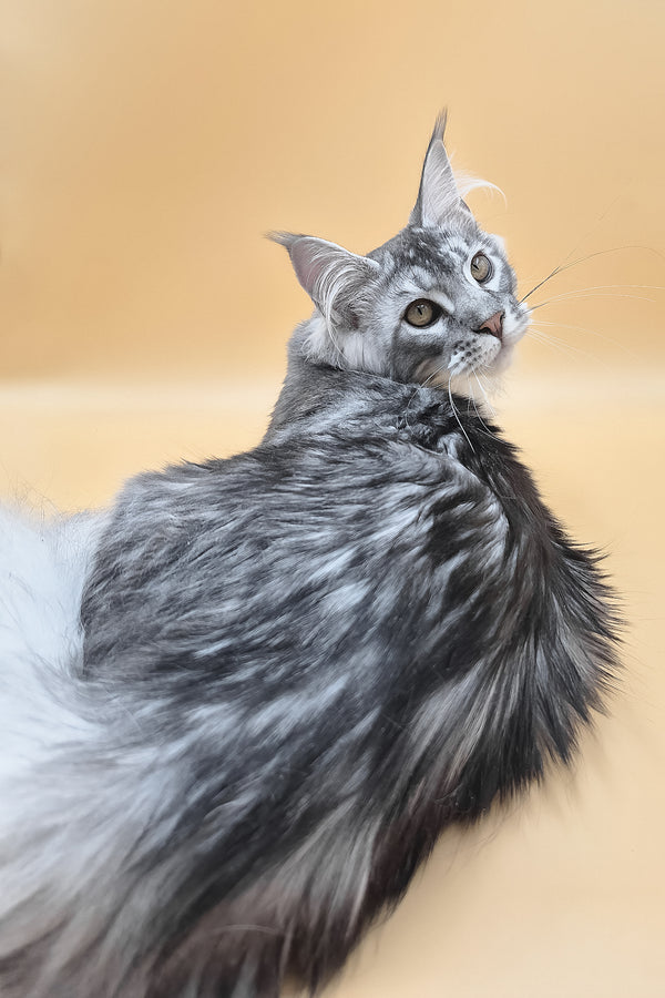 Norton | Maine Coon Kitten