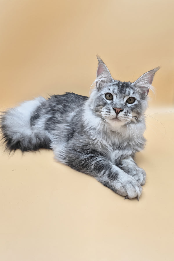 Norton | Maine Coon Kitten