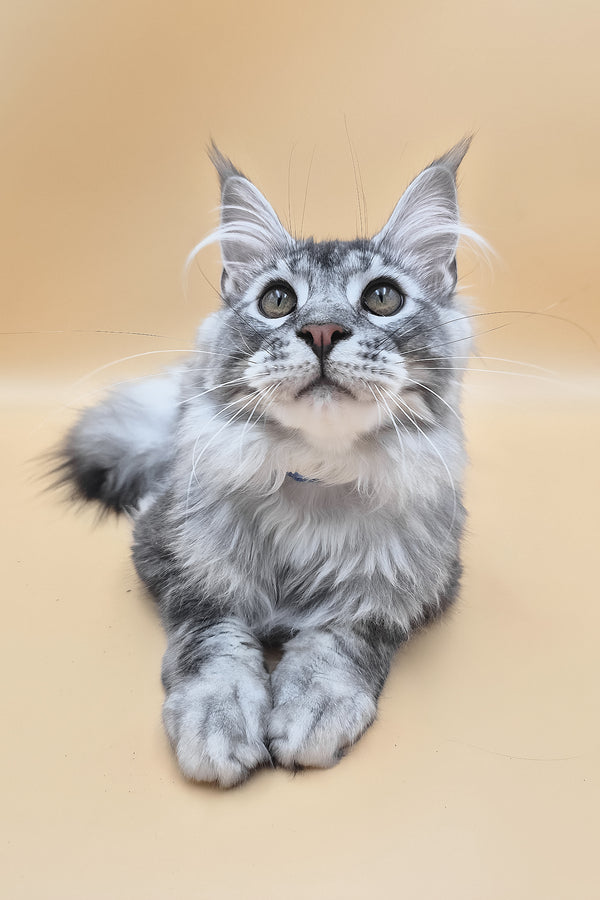 Norton | Maine Coon Kitten