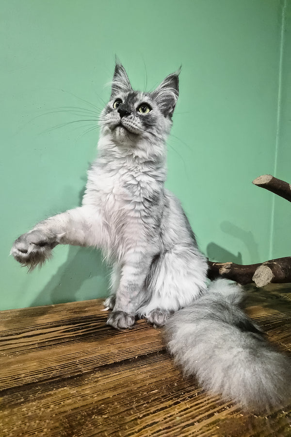 Novella | Maine Coon Kitten