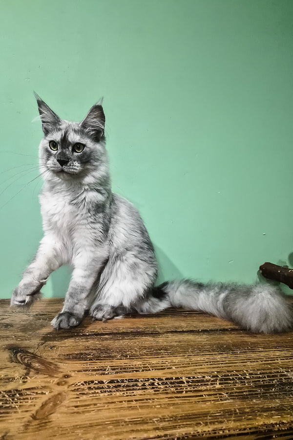 Novella | Maine Coon Kitten