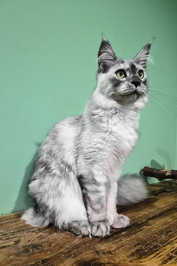 Novella | Maine Coon Kitten