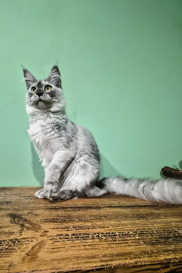 Novella | Maine Coon Kitten
