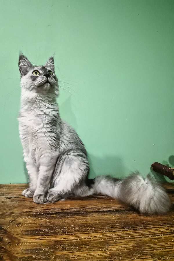 Novella | Maine Coon Kitten
