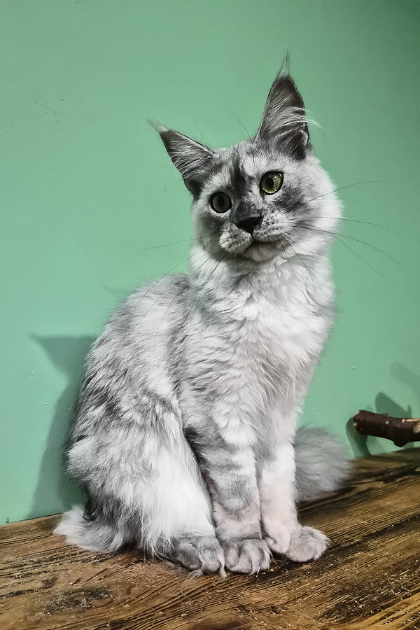Novella | Maine Coon Kitten
