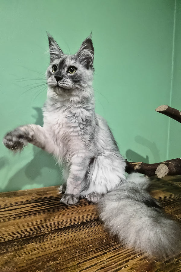 Novella | Maine Coon Kitten