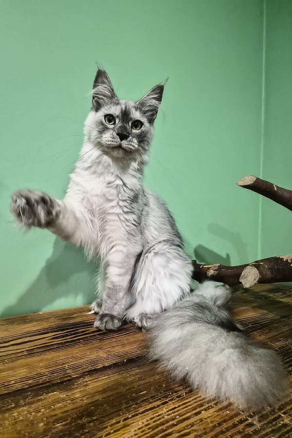 Novella | Maine Coon Kitten