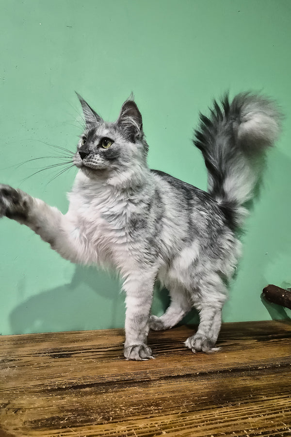 Novella | Maine Coon Kitten