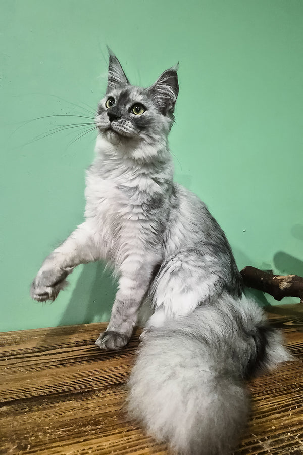 Novella | Maine Coon Kitten