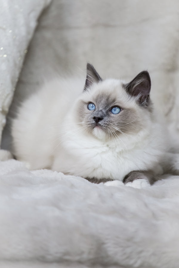 Nox | Ragdoll Kitten