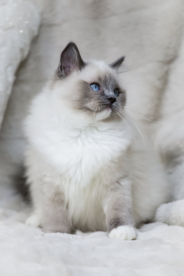 Nox | Ragdoll Kitten