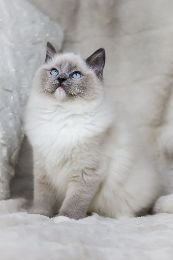 Nox | Ragdoll Kitten