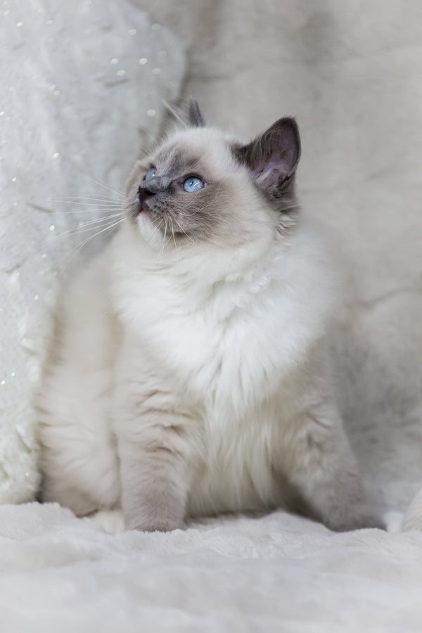 Nox | Ragdoll Kitten