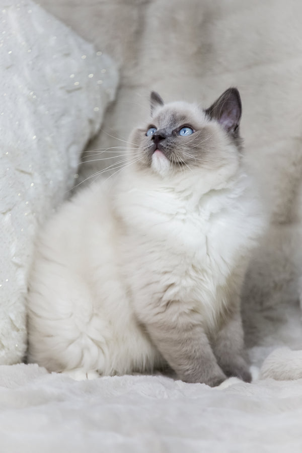 Nox | Ragdoll Kitten