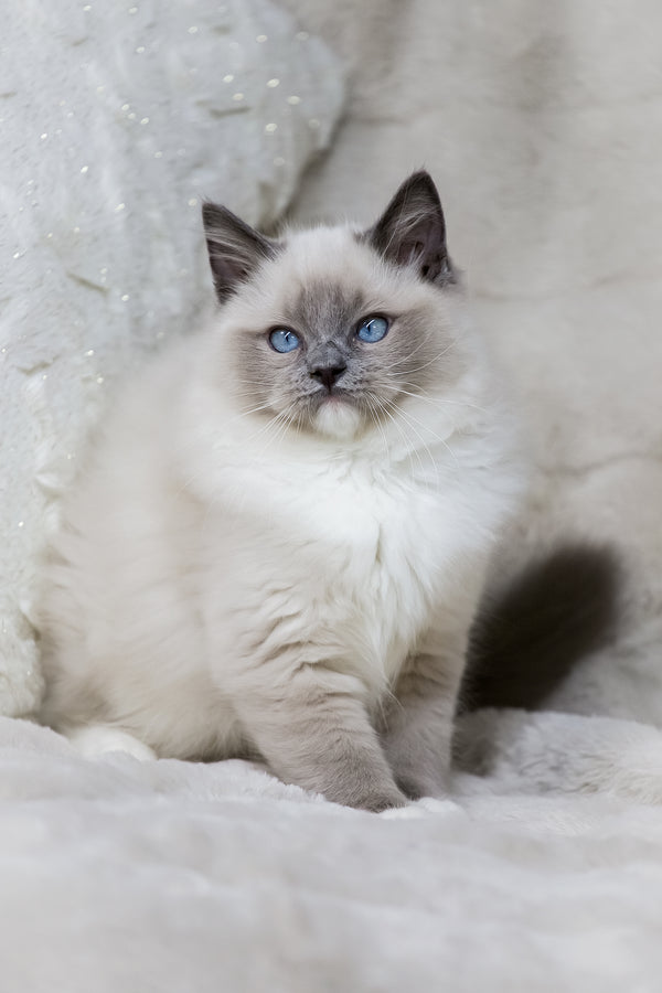 Nox | Ragdoll Kitten