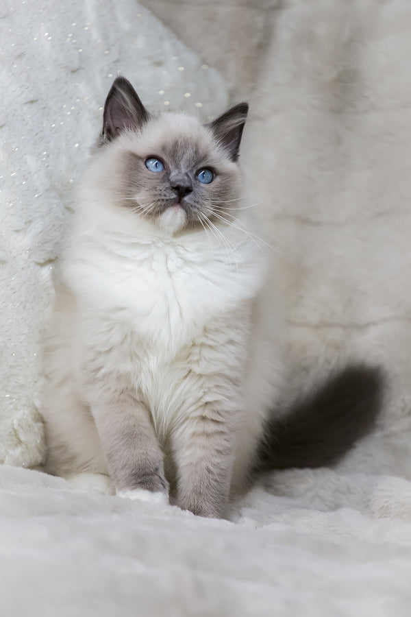 Nox | Ragdoll Kitten