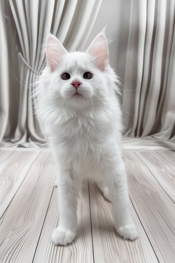 Nura | Maine Coon Kitten