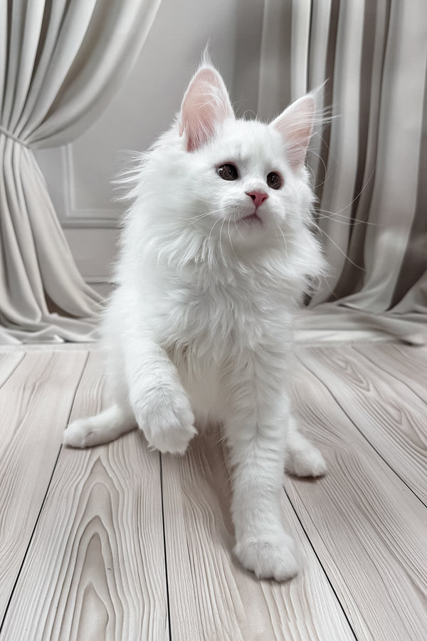 Nura | Maine Coon Kitten