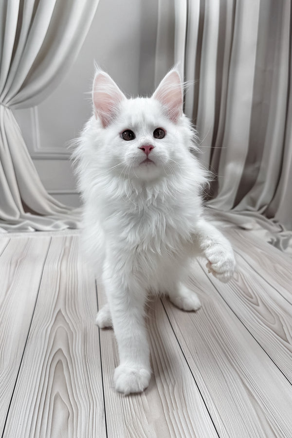 Nura | Maine Coon Kitten