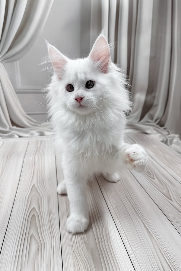 Nura | Maine Coon Kitten
