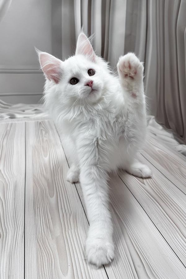 Nura | Maine Coon Kitten