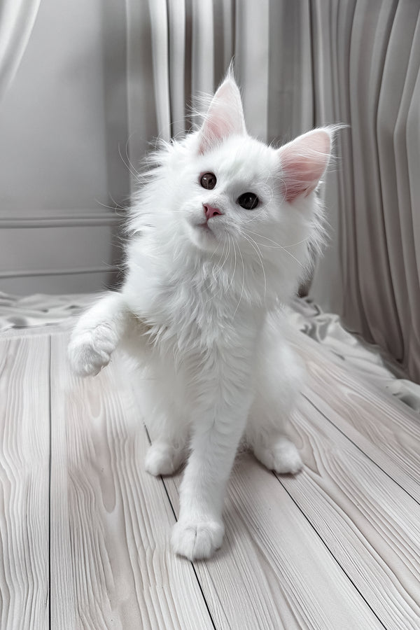 Nura | Maine Coon Kitten