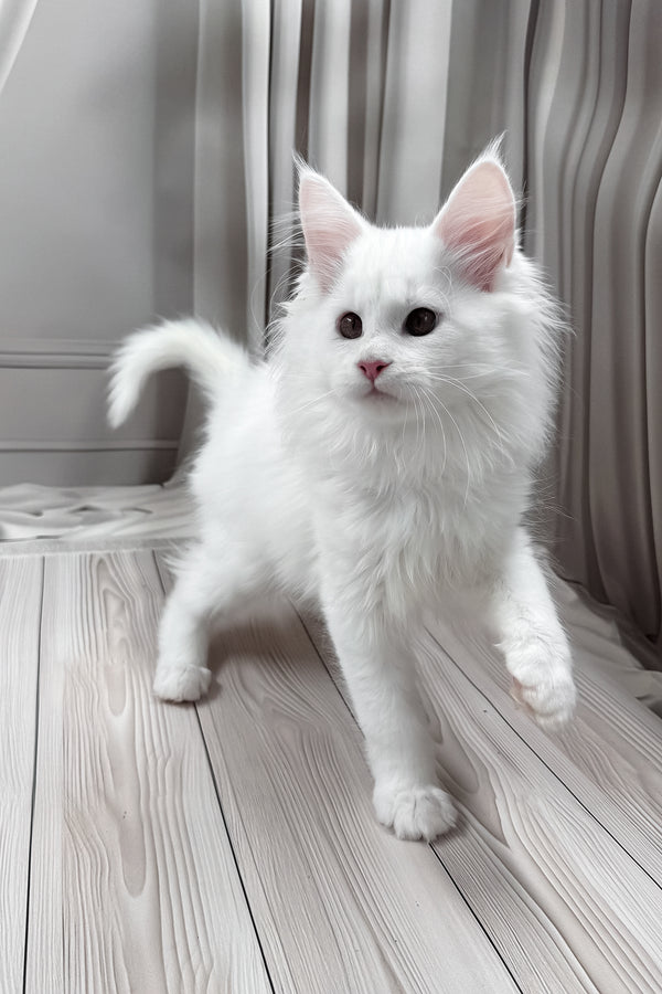 Nura | Maine Coon Kitten