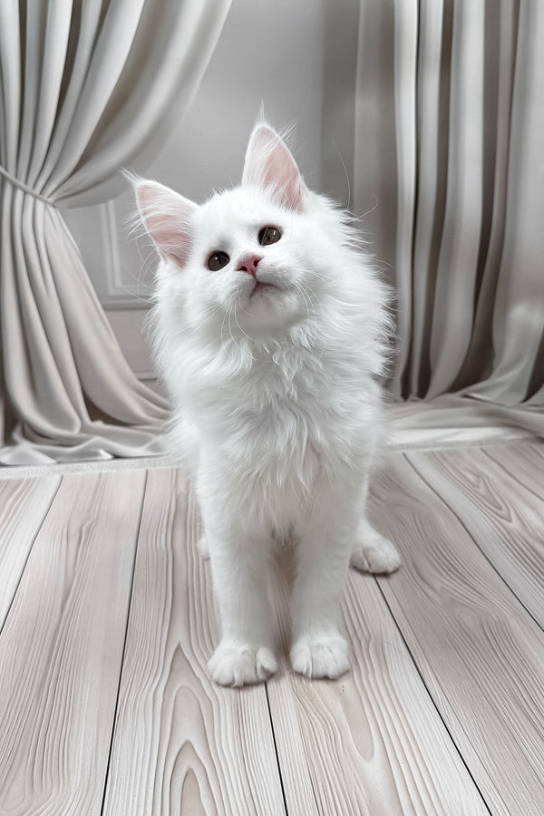 Nura | Maine Coon Kitten