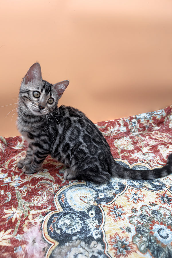 Nymeria | Bengal Kitten