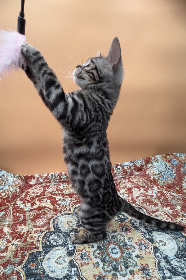 Nymeria | Bengal Kitten
