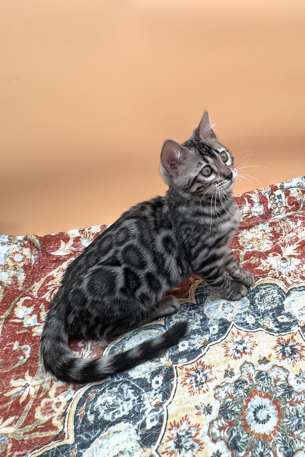 Nymeria | Bengal Kitten