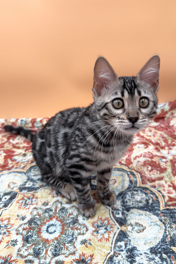 Nymeria | Bengal Kitten