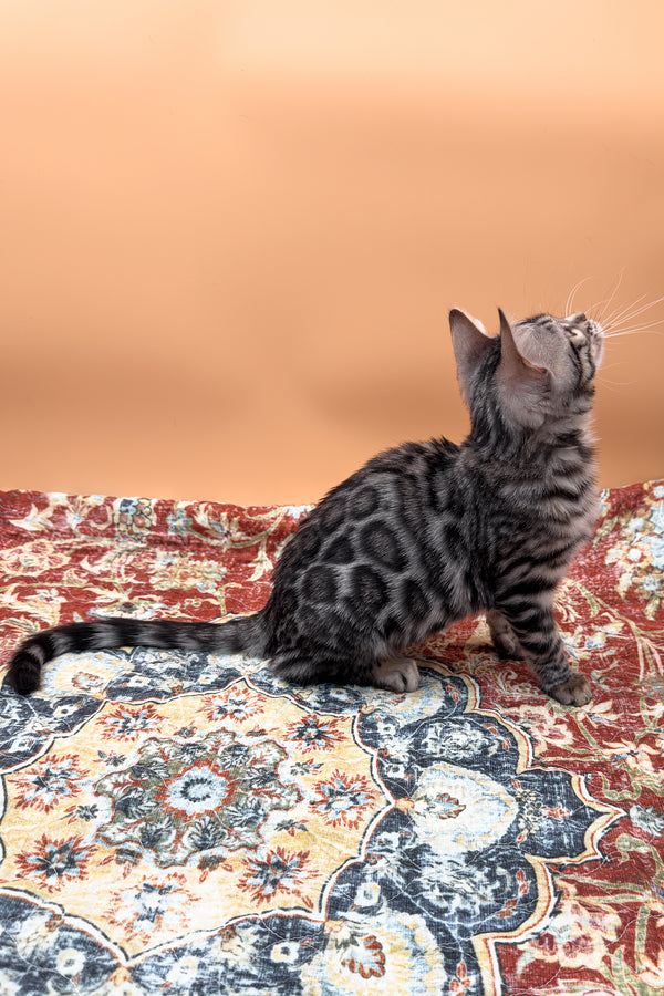 Nymeria | Bengal Kitten