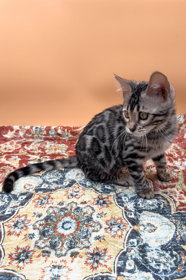 Nymeria | Bengal Kitten