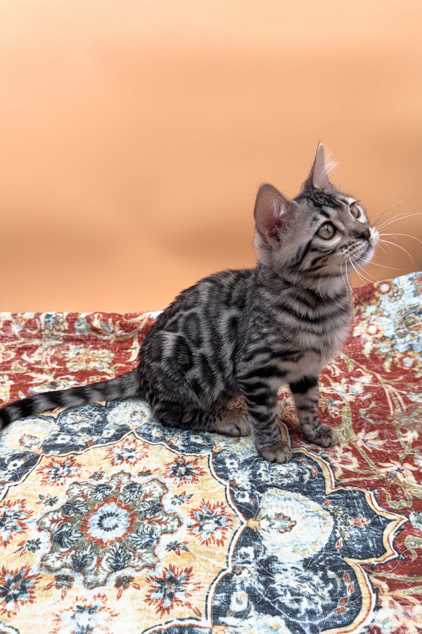 Nymeria | Bengal Kitten