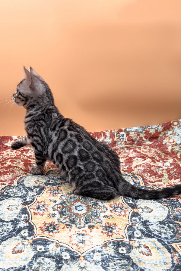 Nymeria | Bengal Kitten