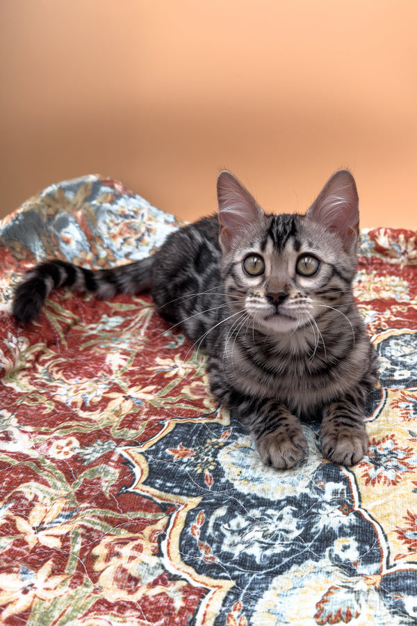 Nymeria | Bengal Kitten