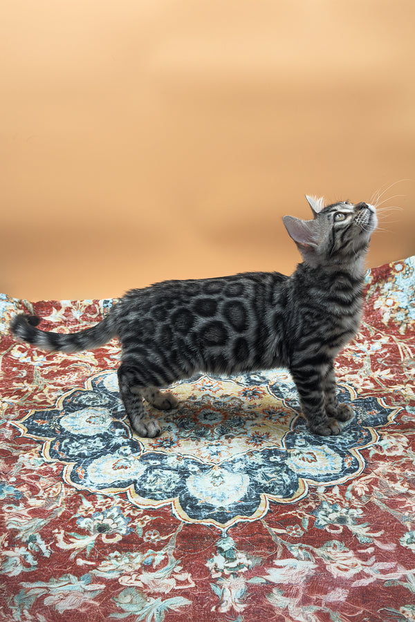 Nymeria | Bengal Kitten